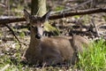 Whitetail Doe Rests 812751 Royalty Free Stock Photo