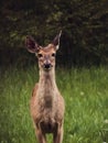 Whitetail Doe Standing Alert in a Field in Michigan Royalty Free Stock Photo