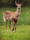 Whitetail Doe Standing Alert in a Field in Michigan Royalty Free Stock Photo