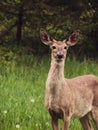 Whitetail Doe Standing Alert in a Field in Michigan Royalty Free Stock Photo