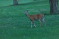 Whitetail doe standing in green grass field Royalty Free Stock Photo