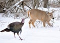 Whitetail Doe And Turkey Royalty Free Stock Photo