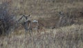 Whitetail doe and two yearlings in Montana Royalty Free Stock Photo