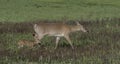 Whitetail doe walking across the meadow. Royalty Free Stock Photo