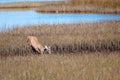 Whitetail doe walks through a Florida marsh Royalty Free Stock Photo