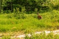 A Whitetail Doe in a Wetland Habitat in Spring Looking into a Forest. Royalty Free Stock Photo