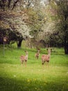 Whitetail Does Standing Next to a Birdhouse in Dandelion Field Royalty Free Stock Photo