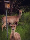 Whitetail Does Standing Next to a Birdhouse Royalty Free Stock Photo