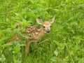Whitetail Fawn 1 Royalty Free Stock Photo
