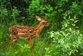 Whitetail Fawn Royalty Free Stock Photo