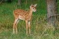 Whitetail Fawn Royalty Free Stock Photo