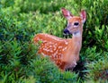 Whitetail Fawn Royalty Free Stock Photo