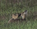 Whitetail doe checking her fawn at dawn Royalty Free Stock Photo