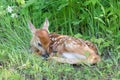 Whitetail fawn curled up in grass Royalty Free Stock Photo