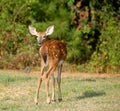 Whitetail fawn deer Royalty Free Stock Photo