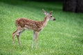 Whitetail fawn deer closeup looking away from the camera Royalty Free Stock Photo