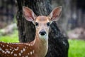 Whitetail fawn deer closeup looking at the camera Royalty Free Stock Photo