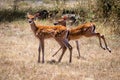 Whitetail fawn deer standing in the field Royalty Free Stock Photo