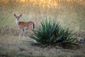 Whitetail fawn deer standing in the grass Royalty Free Stock Photo