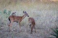 Whitetail fawn deer standing in the wildflowers Royalty Free Stock Photo