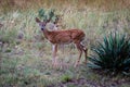 Whitetail fawn deer standing in the wildflowers Royalty Free Stock Photo