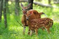 Whitetail Fawn and Doe Royalty Free Stock Photo