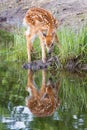 Whitetail fawn drinking water Royalty Free Stock Photo