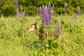 Whitetail fawn hiding behind lupine flowers