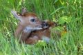Whitetail fawn hiding in grass with head up Royalty Free Stock Photo