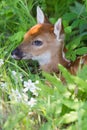 Whitetail fawn hiding in grass Royalty Free Stock Photo