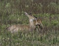 Whitetail doe licking her fawn Royalty Free Stock Photo