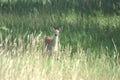 Whitetail Fawn