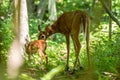 Whitetail fawn with mother in woods