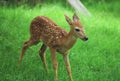 Whitetail Fawn Obsevation Royalty Free Stock Photo