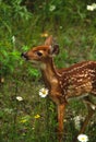 Whitetail Fawn Portrait Royalty Free Stock Photo