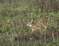 Young whitetail fawn running in the meadow Royalty Free Stock Photo