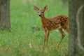 Whitetail Fawn stare Royalty Free Stock Photo