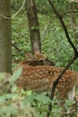 A whitetail fawn in the wood line in the early summer.