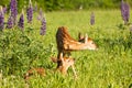 Whitetail fawns in lupine flowers