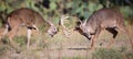 Whitetail fight Royalty Free Stock Photo