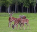 Whitetail herd eating