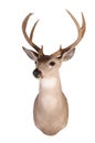 Whitetail mount Royalty Free Stock Photo