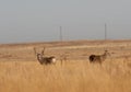 Whitetail and Mule Deer Buck in the Fall Rut Royalty Free Stock Photo