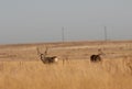 Whitetail and Mule Deer Buck in Fall Royalty Free Stock Photo