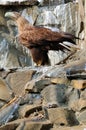 Whitetail sea eagle