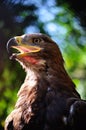 Whitetail sea eagle