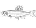 Whitetail shiner or Cyprinella galactura Freshwater Fish Cartoon Drawing