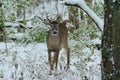 Whitetail small buck after fresh snow Royalty Free Stock Photo