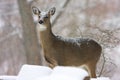 Whitetail in Snow 806656