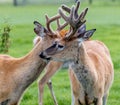 Whitetail stags preening. Discovery wildlife Park, Innisfail, Alberta, Canada Royalty Free Stock Photo